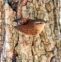 Winter Wren