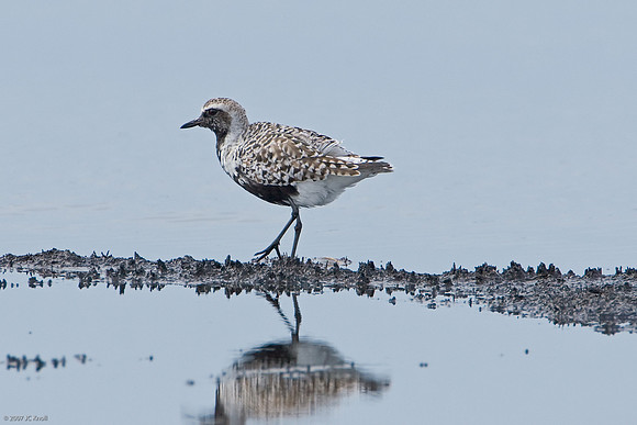 Black-bellied Plover