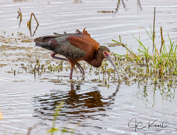 White-faced Ibis