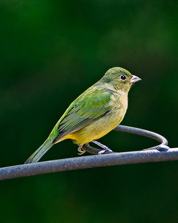 Painted Bunting (F)