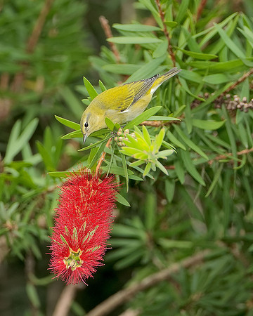 Tennessee Warbler