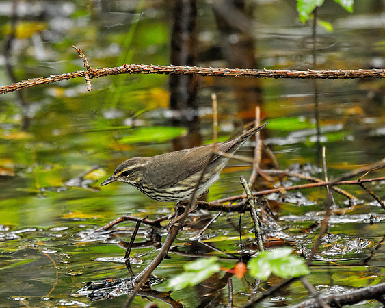 Northern Waterthrush
