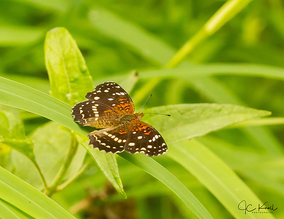 Texan Crescent