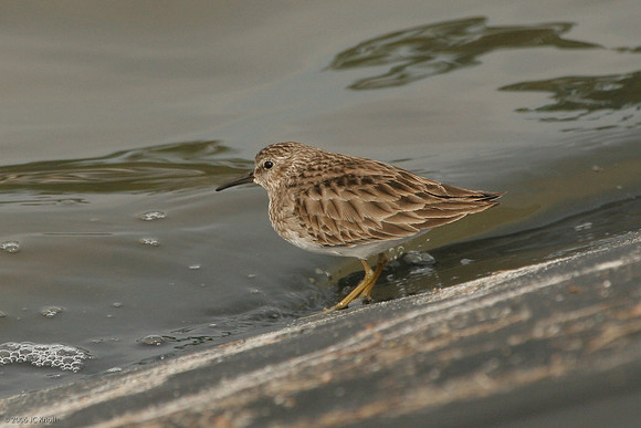 Least Sandpiper