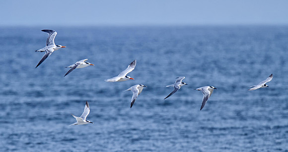 Mixed Terns & Gulls