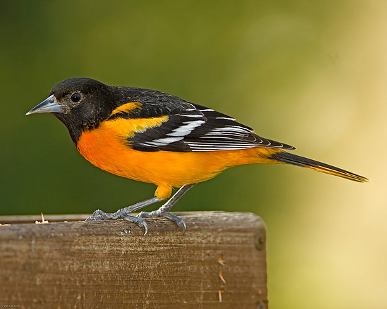 Baltimore Oriole