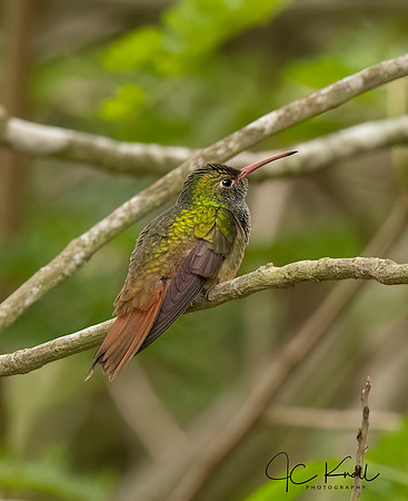 Buff-bellied Hummingbird