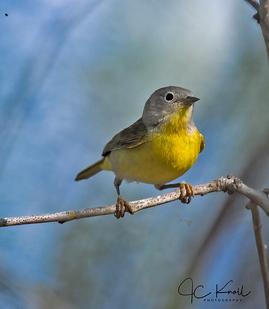 Nashvile Warbler