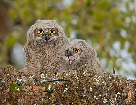Great Horned Owlets
