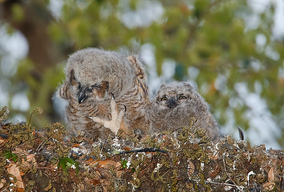 Great Horned Owlets