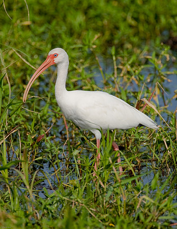 White Ibis