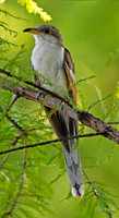 Yellow-billed Cuckoo