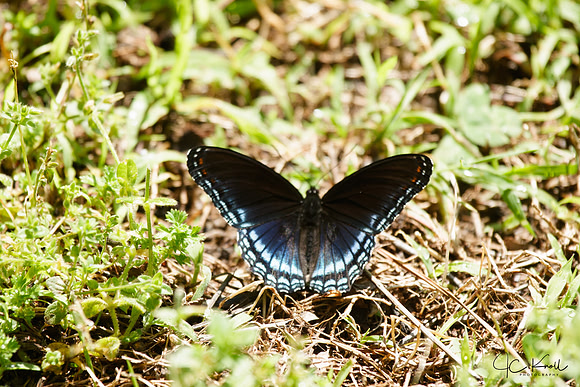 Diana Fritillary