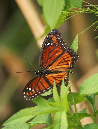 Viceroy