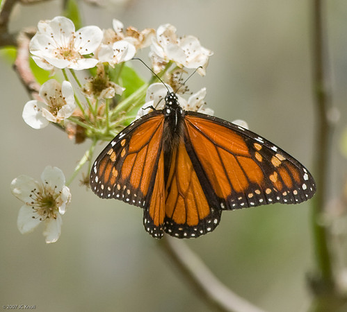 Monarch