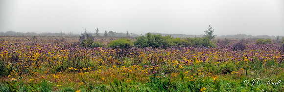 Wildflowers at Sax-Zim Bog