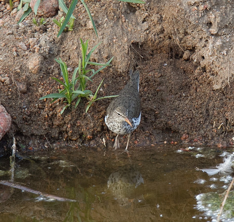 Spotted Sandpiper