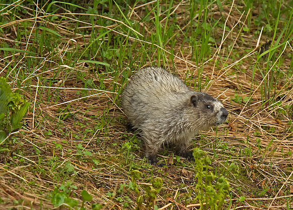 Hoary Marmot.