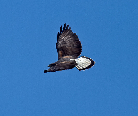 White-tailed Hawk
