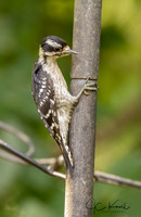 Downy Woodpecker (F)