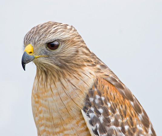 Red-shouldered Hawk