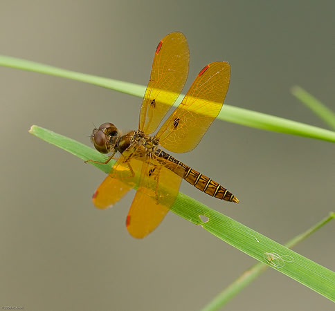 Eastern Amberwing