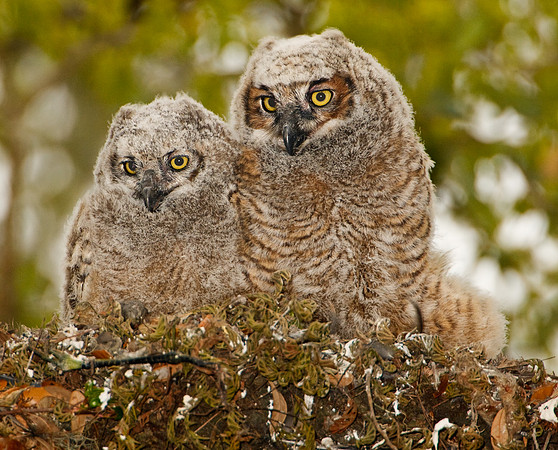 Great Horned Owlets