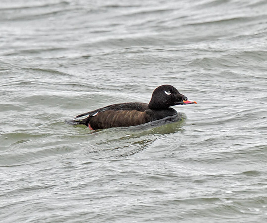 White-winged Scoter (M)