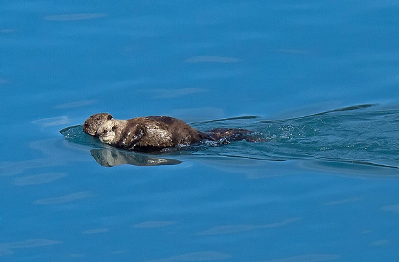 Sea Otter