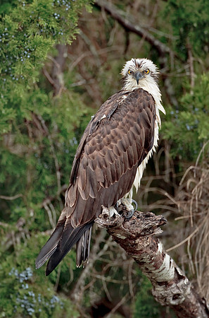 Osprey