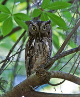 Eastern Screech-owl