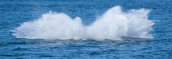 Hump-backed Whale
