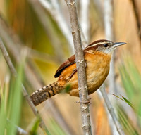 Carolina Wren