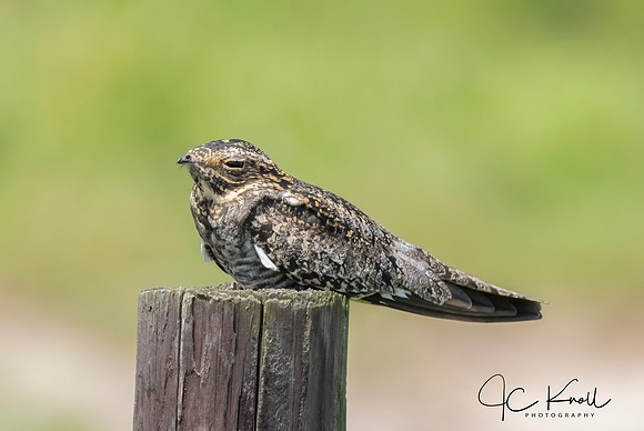 Common Nighthawk