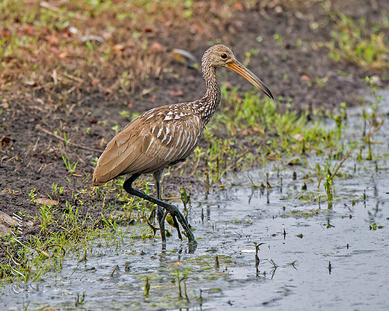 Limpkin