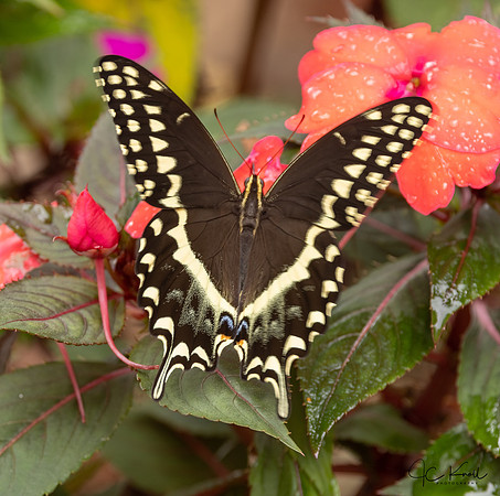 Palamedes Swallowtail