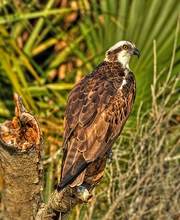 Osprey