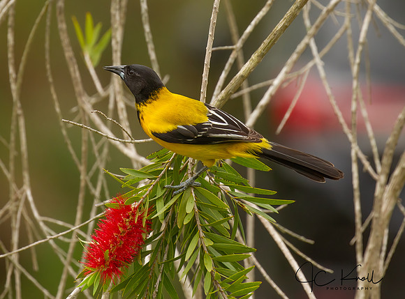 Audubon's Oriole