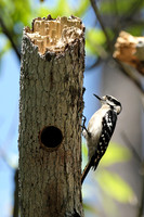 Downy Woodpecker (F)