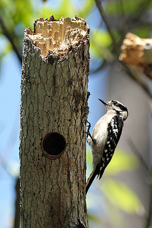 Downy Woodpecker (F)