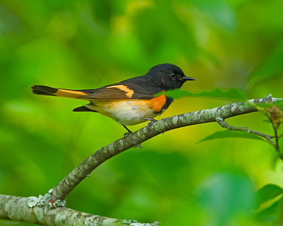 American Redstart