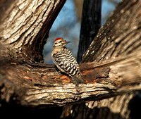 Ladder-backed Woodpecker (M)