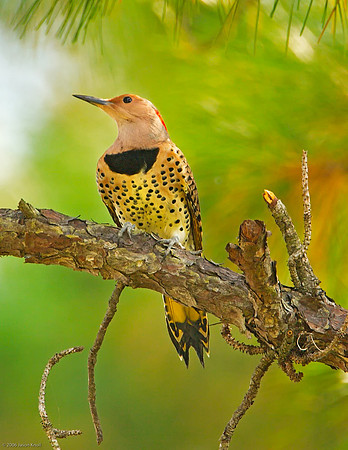 Northern Flicker (F)