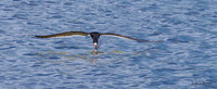 Black Skimmer