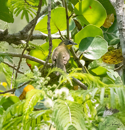Yellow-breasted Chat