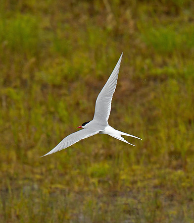 Arctic Tern