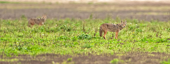 Coyotes