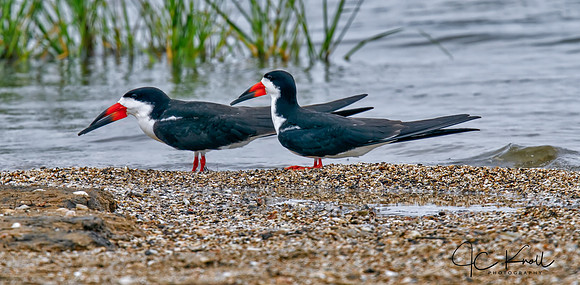Black Skimmer