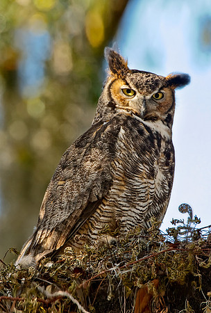 Great Horned Owl
