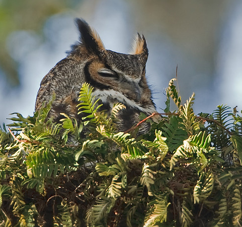 Great Horned Owl